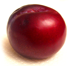 plum.jpg